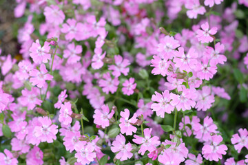 Silene pendula pink flower in the garden