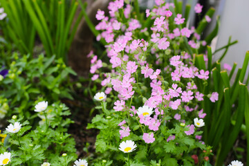 Silene pendula pink flower in the garden