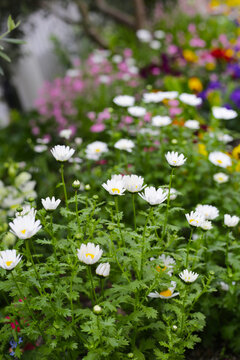 Beautiful white daisy in flower garden