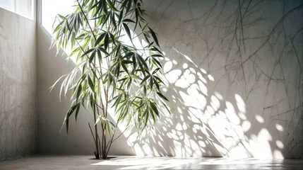  Bamboo plant in modern interior with sunlight and shadow on the wall © LAYHONG