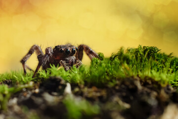 Jumping spider or Salticidae on a blurry background