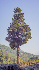 lone pine tree