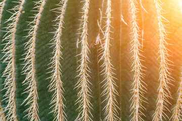 thorn cactus texture background. Golden barrel cactus, golden ball or mother-in-law's cushion...