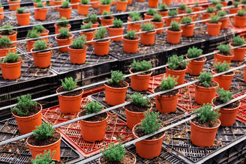 Pots with herbal aromatic thyme on farm plantation