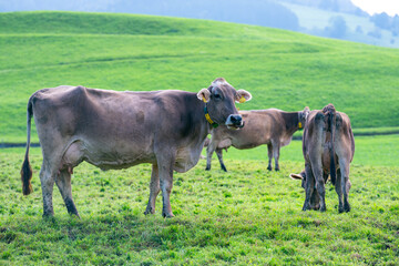 Cows on a pasture in Alps. Cows eating grass. Cows in grassy field. Dairy cows in the farm pastures. Brown cow pasturing on grassy meadow near mountain. Cow in pasture on alpine meadow in Switzerland.