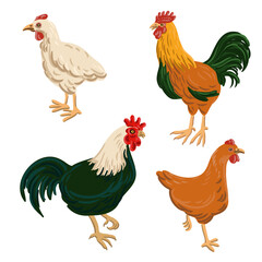 vector drawing roosters and chickens, domestic bird isolated at white background, hand drawn illustration