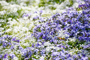 Obraz premium 芝桜