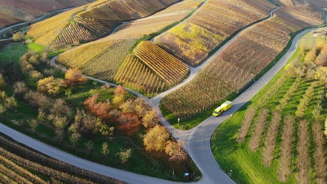 Transporter with trailer drives through vineyards that glow in colorful autumn colors. Filmed during sunset.