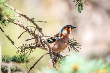 Common chaffinch, Fringilla coelebs, sits on a tree. Common chaffinch in wildlife.