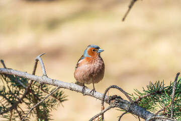 Common chaffinch, Fringilla coelebs, sits on a tree. Common chaffinch in wildlife.