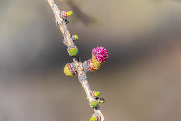 Larch tree fresh pink cones blossom at spring on nature background