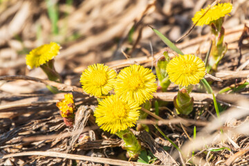 The spring primroses. The bright yellow flowers of coltsfoot in the sunshine.