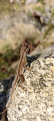lizard on the rock