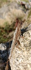 lizard on the rock