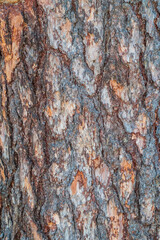 The bark of an old tree. Larch bark.