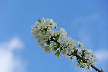 Blooming cherry. White cherry flowers against a blue sky. Sunny day.