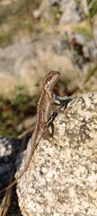 lizard on a stone