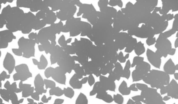 The effect of applying shadows on a transparent background. Light and shadows from the leaves of trees