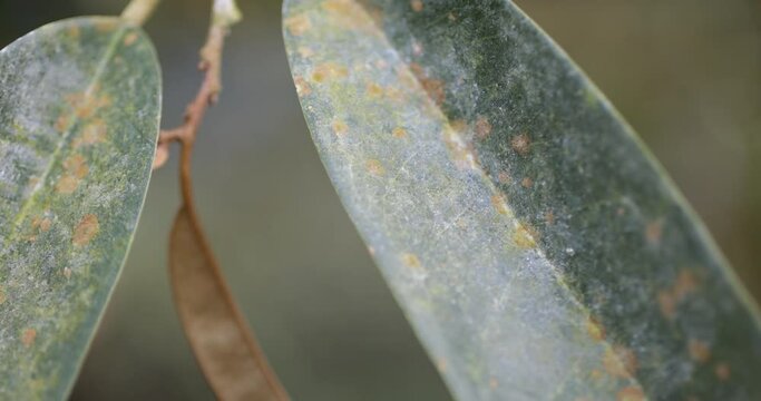 Durian disease ,close up of a durian leaves with Agal Spot, in the durian garden