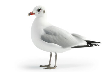 Single Seagull Standing Calmly Isolated on a Bright White Background