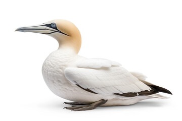 Obraz premium Serene Gannet Bird Sitting Peacefully Isolated on a White Background
