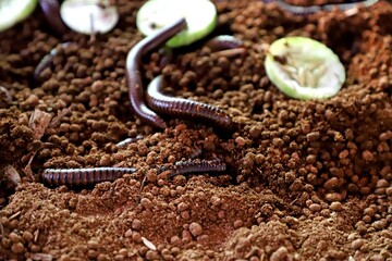 Three Millipedes on the soil. Blur background of slices of cucumber. 
Scientific name:...