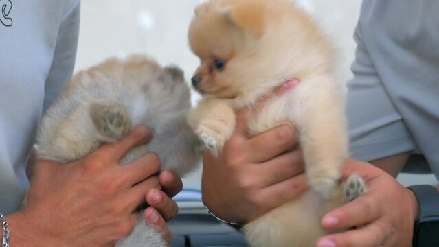 A man is holding two German Spitz Klein puppies in his hands