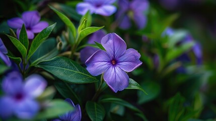 Partially blossoming periwinkle