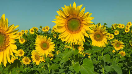 sunflower field in summer Sunflower crop field trees green yellow flowers leaves blue sky clouds