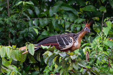 Hoatzin in Ecuadorian tropical rainforest