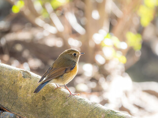 森の中で木の根元に留まっているルリビタキ