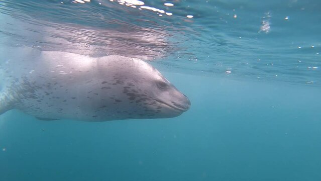 GoPro underwater footage of a Leopard Seal curiously inspecting a small zodiac vessel on the Antarctic Peninsula