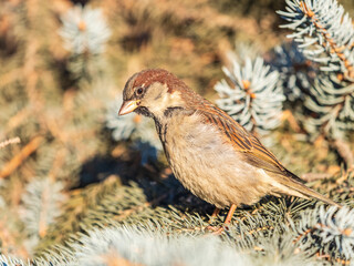 Sparrow sits on a fir branch in the sunset light.