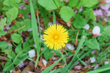 A dandelion was found on the side of the road. Taraxacum officinale