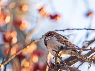 Sparrow sits on a branch without leaves.