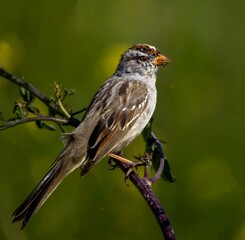 White Crowned Sparrow