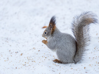 Portrait of a squirrel in winter on white snow background
