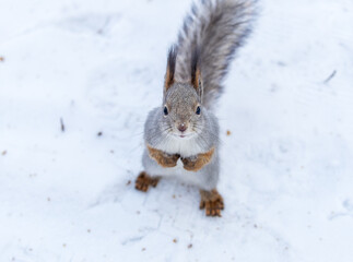 Portrait of a squirrel in winter on white snow background