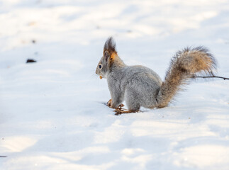 Portrait of a squirrel in winter on white snow background