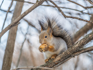 The squirrel with nut sits on tree in the winter or late autumn
