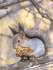 The squirrel with nut sits on tree in the winter or late autumn