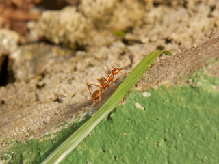 Red Fire Ants on The Ground Looking for Food