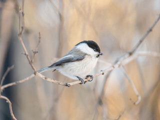 Cute bird the willow tit, song bird sitting on a branch without leaves in the winter.