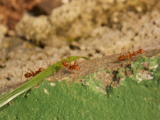 Red Fire Ants on The Ground Looking for Food
