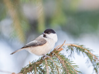 Cute bird the willow tit, song bird sitting on the fir branch