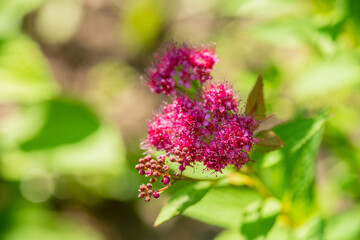 Obraz premium Beautifully blooming pink spirea flowers blooming in the garden. Spiraea japonica. Selective focus.