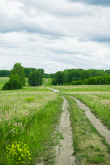 Fototapeta na wymiar Road through beautiful meadow with wild pink flowers alfalfa on the roadside in cloudy summer day. Field background. Selective focus.