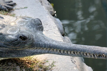 A crocodile lives in a nursery in northern Israel.
