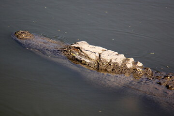 A crocodile lives in a nursery in northern Israel.