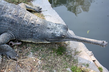 A crocodile lives in a nursery in northern Israel.